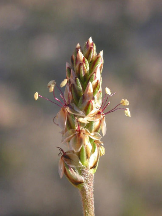 Blond Plantain ( Plantago Ovata ) 100 Seeds Pack