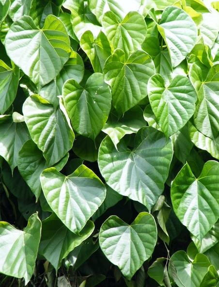 Giloy ( Tinospora Cordifolia ) 100 Seeds Pack