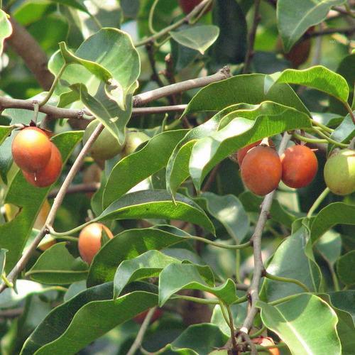 Mimosops Elengi ( Spanish Cherry ) 20 Seeds Pack