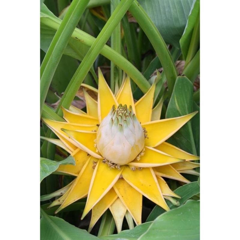 Musella Lasiocarpa  ( Golden Lotus Banana ) - 20 Seeds Pack