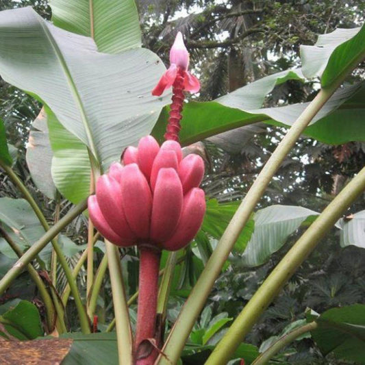 Musa Velutina ( Pink Banana ) 20 Seeds Pack