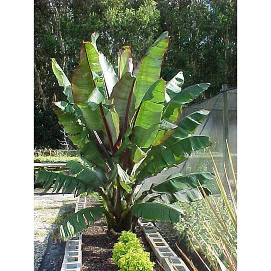 Musa Ensete ( Red Banana ) -15 Seeds Pack