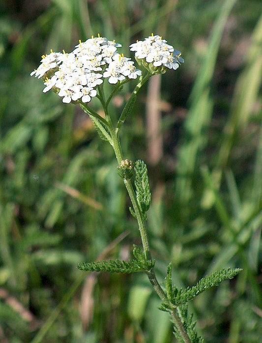 Achillea Millefolium ( Yarrow ) 1000 Seeds