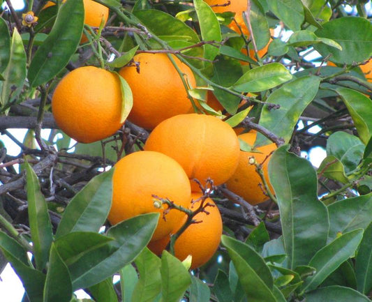 Citrus Sinensis ( Sweet Orange ) 100 Seeds Pack