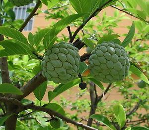 Annona Squamosa ( Custard Apple ) 20 Seeds Pack