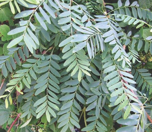 Ceylon Satinwood ( Chloroxylon Swietenia ) 50 Seeds Pack