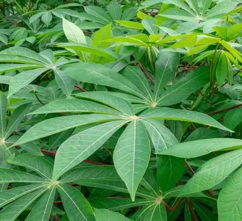 Manihot Esculenta ( Cassava ) 100 Seeds Pack