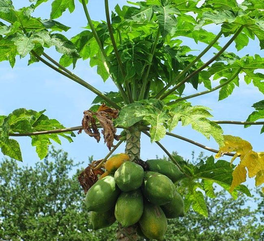 Carica Papaya ( Papita ) 50 Seeds Pack