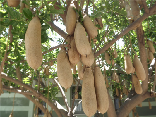 Kigelia Africana ( Sausage Tree ) 25 Seeds Pack