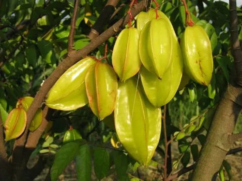 Averrhoa Carambola ( Star Fruit ) - 5 Seeds Pack