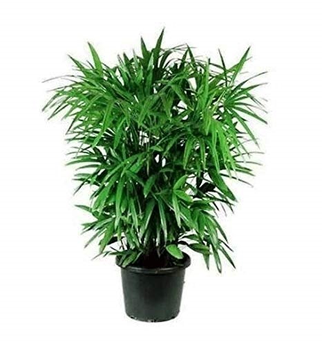 1 Broadleaf Lady Palm  Plant , Rhapis Excelsa Plant Live